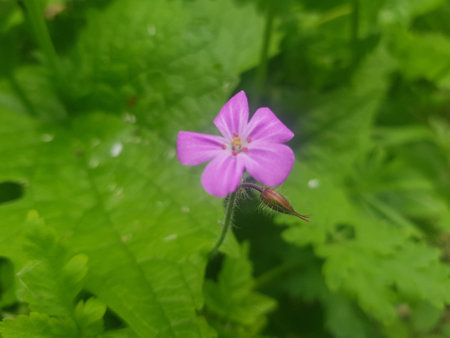 Geranium rosaceum, common cranesbill, is a species of flowering plant in the genus Geranium.の写真素材