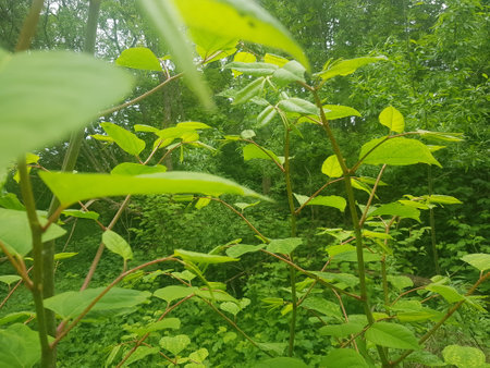 Beautiful green leaves of a tree in the forest. Natural backgroundの写真素材