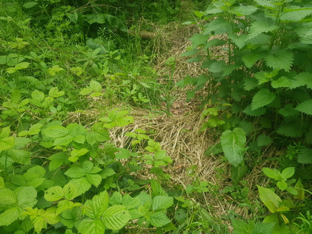 Green grass and shrubs in the forest. Close-up.の写真素材