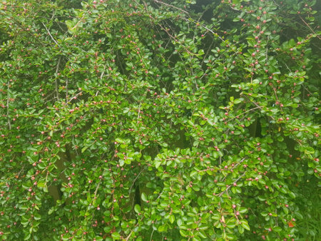 Hawthorn bush with green leaves and red fruits, closeupの写真素材