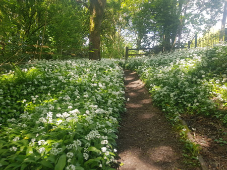 A path in the woods through wild garlic on a sunny day under the shade of the tree canopyの写真素材
