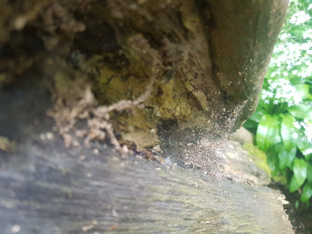 Selective focus of cobwebs inside a decaying tree