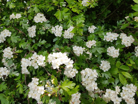 White flowers of hawthorn (Crataegus monogyna)の写真素材