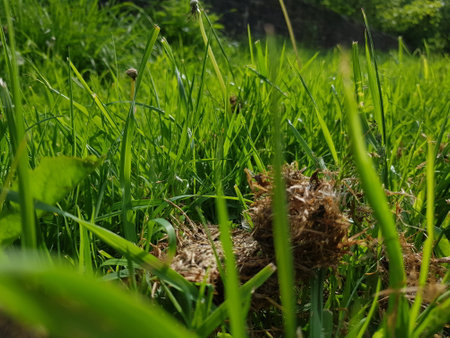 Close up of a grassy meadow with decaying grass cuttingsの写真素材
