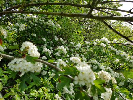 White flowers of hawthorn (Crataegus monogyna)