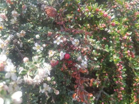 Close up of cranberry bush with flowers and berries in sunny day