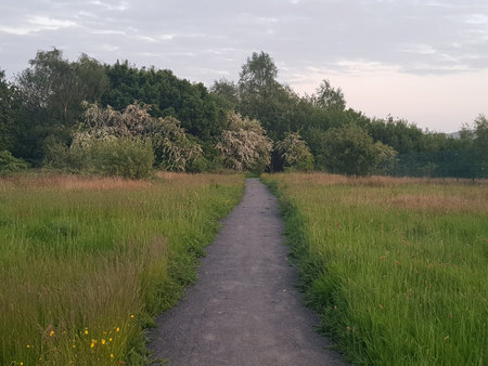 Path through the meadow with trees and flowers in the background, beautiful landscape.