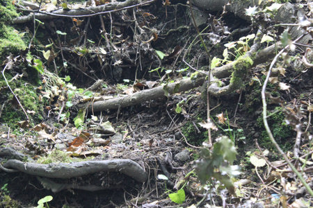 Roots of the tree tangled above ground with moss, leaves and fallen flowers bathed in summer...