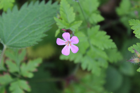 Geranium Pratense, pink flower on green leaves in the summer.