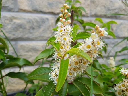 Flowering branch of a tree with white flowers and green leaves against a stone wall in the summer.の写真素材