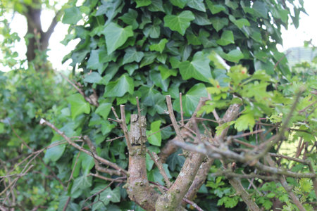 Ivy leaves on a tree branch in the countryside, stock photo