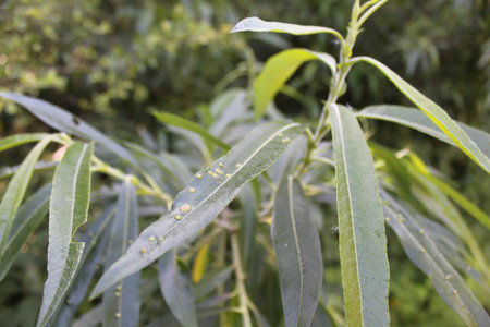 Leaves of a willow tree with mildew, closeup photo of the beauty of nature in the summer.
