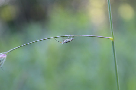 Insect on a blade of grass in the countryside. Macro photography.