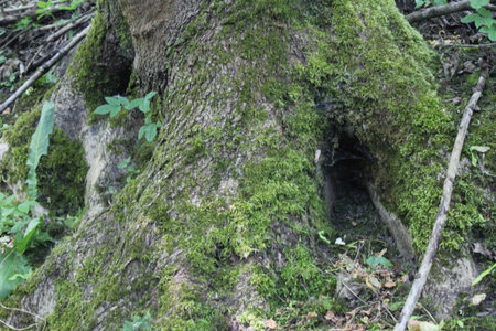 Moss on the trunk of an old tree in the forest.