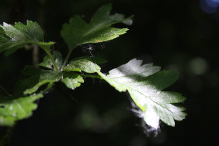 Green leaves in the forest on a dark background, close-up natural sunlit foliage scene with spiderwebs in the leaves.の写真素材