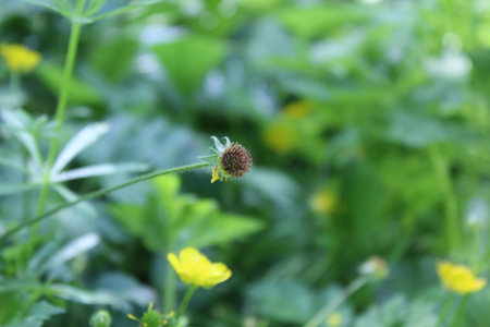 Closeup selective focus picture of a petal less flower in the summer.の写真素材