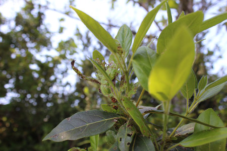 Aphids on the leaves of a tree in the countryside, beautiful close up of insect ravaged leaves in...