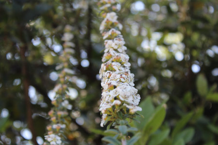 White flowers of the bird cherry (Prunus padus), Beautiful close up of floral beauty in the summer, nature background.の写真素材