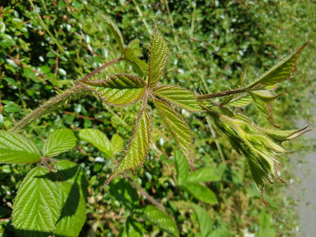 Close up nature photo of sun soaked raspberry leaves on a background of green foliage.