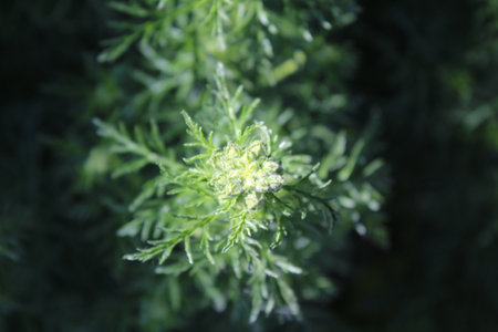 Macro close up with selective focus and shallow depth of field picture of buds on a fir tree covered in dewdrops.の写真素材