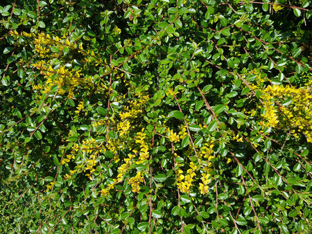 Flowering Forsythia shrub with yellow flowers and green leaves in the summer, beautiful flora and...