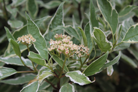 Flowering shrub with beautiful white tinged green leaves in the countryside.