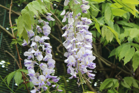 Close up floral picture in the summer with beautiful white flowers growing down a vertical branch framed by green foliage.の写真素材