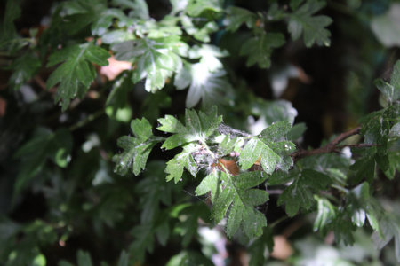 Close up, selective focus picture of seeds caught in small cobwebs in a beautiful summer image with...