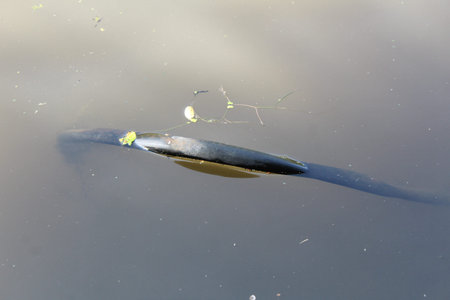 Abstract pollution background with plastic in the canal, close-up photo of the sunlit water surface.