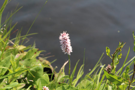 Flowering plant on the background of the canal in the summer, beauty of nature background.