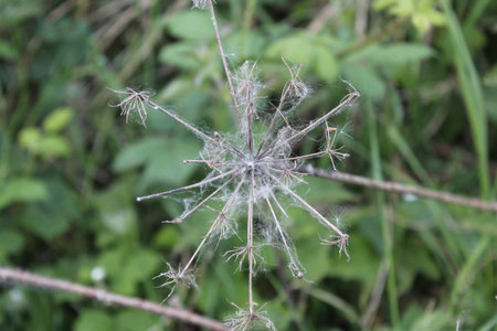 Dried stalk of a plant on a background of green foliage in the summer, close up, selective focus...