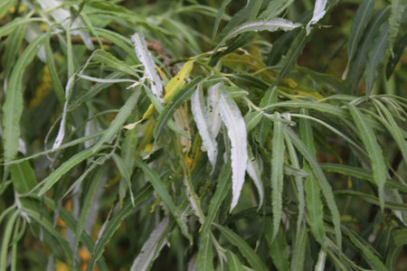 Leaves of a willow tree in early summer, close up, macro photo, beauty of nature background.