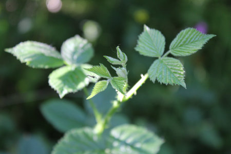 Bramble leaves in the English countryside on a beautiful summer morning with an long legged insect between the foliage. Close up, selective focus macro beauty of nature background.の写真素材
