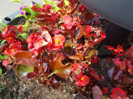 Beautifully coloured flowers and foliage in the town centre planter on a bright summer morning.の写真素材