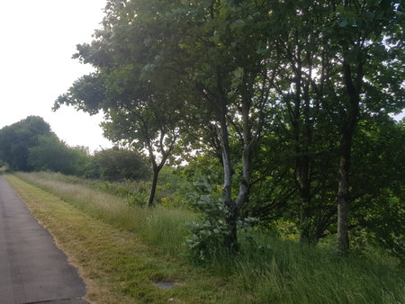 Grass and trees lining the footpath on a bright summer's day in the English countryside.の写真素材