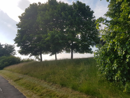 Trees on the embankment on a bright summer's day in the English countryside.の写真素材