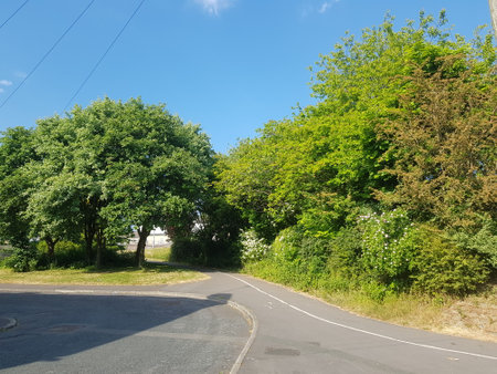 Picturesque view of sunlit foliage under a bright blue sky, beautiful summer background.の写真素材