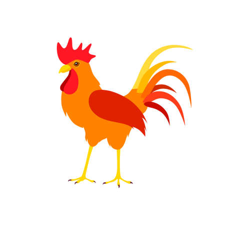 Beautiful bright cock on a white background. Domestic bird. The flat image.のイラスト素材