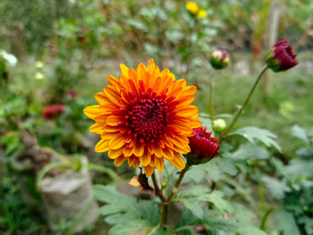 Dahlia flowers.. it's very beautiful flower...