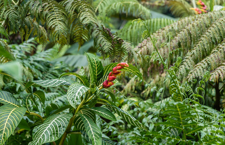 Beautiful tropical flower on the Big Island of Hawaiiの写真素材