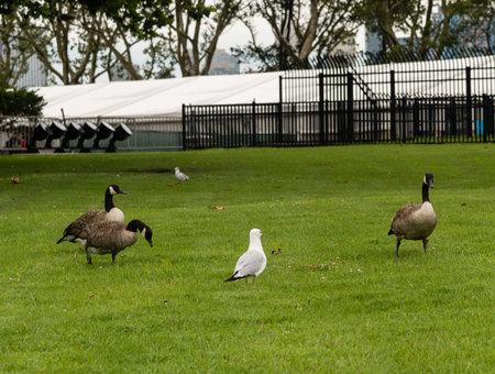 Canada geese and seagulls on the Liberty Island, near the Statue of Libertyの写真素材