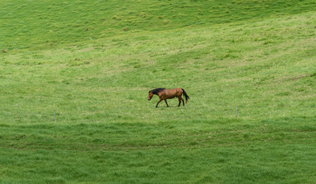 Beautiful horse at a horse ranch on Kohala, Big Island of Hawaiiの写真素材
