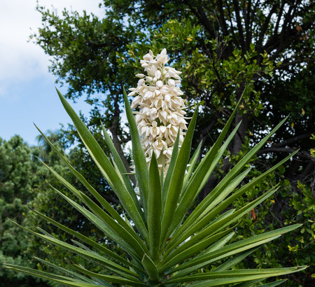 Gorgeous blooming yucca plant in Southern Californiaの写真素材