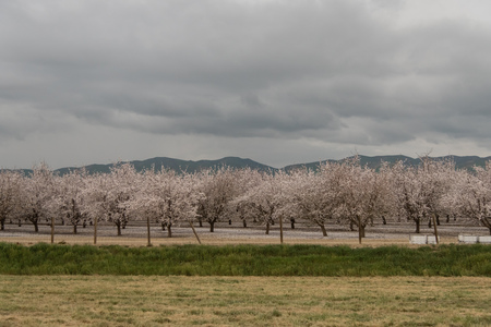 Orchards of San Joaquin Valleyの写真素材