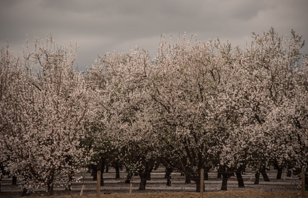 Orchards of San Joaquin Valleyの写真素材
