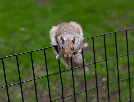 Squirrel in the Madison Square parkの写真素材