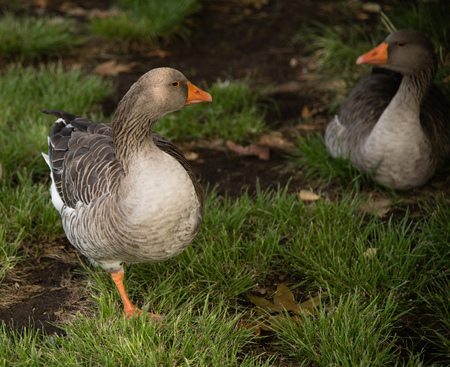 Greater White-fronted Geeseの写真素材