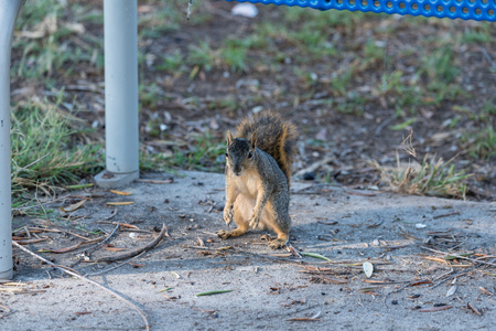 Cute squirrel at the Lake Balboa Park in Los Angeles, Californiaの写真素材