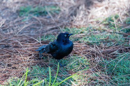 Brewer blackbird at the Lake Balboa Park in Los Angeles, California