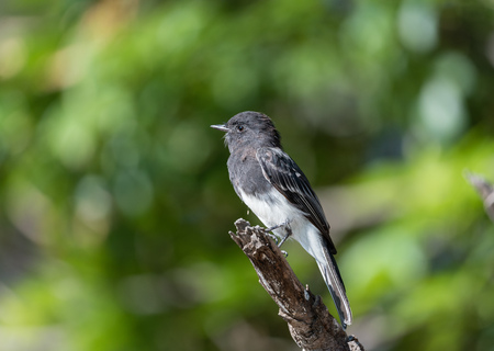 Black phoebe at the Balboa Park in Los Angeles, Californiaの写真素材